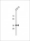 PCNA Antibody (C-term) [Knockout Validated]